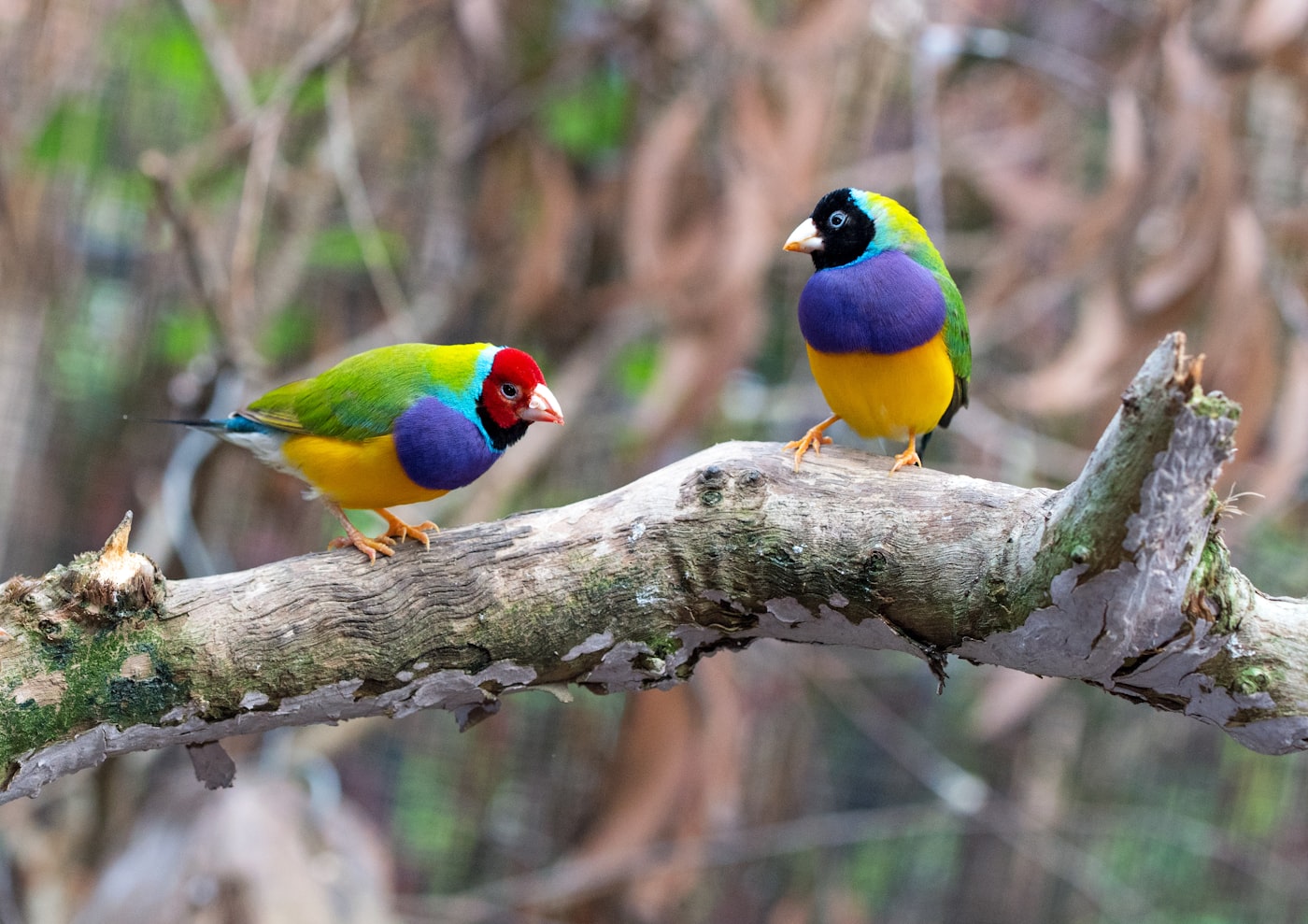 Diamante de Gould
